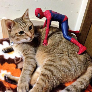 Illustration for article titled Spider-Man Shows His Sensitive Side with Cats